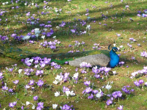 Peacock